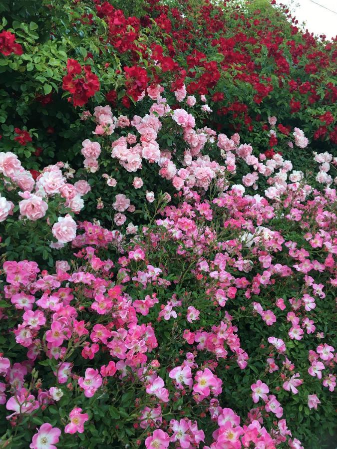 Au Parfum Des Roses Apartment Gunstett Екстериор снимка